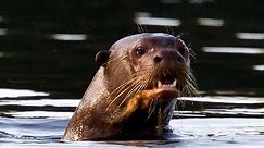 Saving Giant Otters in Peru