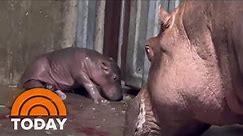 Cincinnati Zoo’s Fiona Becomes Big Sister To New Baby Hippo