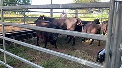 4R 15 Cattle Corral Plus 4 Horn... - 4 Rivers Ranch Equipment