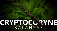 Cryptocoryne Balansae