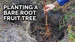 How to Plant a Bare Root Fruit Tree with @TomSpellman