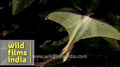 Indian Moon Moth or Indian Luna Moth