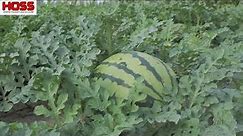 Tricks to Growing Watermelons