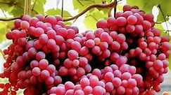 Grow grapes tree from seeds at home __ grow grapes #shorts #gardening #grapes #gardening #bhfyp #nutrition #fruitlover #fruits #fitness #fruitgarden #shortsfeed #instagram #tree #fruittree #fruittrees #grafting #reelsvideo #shortsreels #shortsviral #garden #shortsvideo #satisfying #fruit #shots #reelsfb #fruitsalad #freshfruit #agriculture #trees | Tree Garden