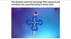 The ribosome reads the messenger RNA sequence | @TriGOeducation