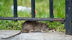 NYC mayor introduces city's first rat czar Kathleen Corradi: "She HATES rats"