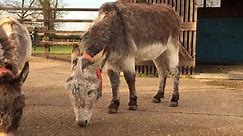 👉 With over 44 million donkeys... - The Donkey Sanctuary