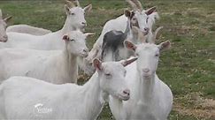 Uzgoj Sanske rase koza i proizvodnja kozijeg sira - U nasem ataru 744