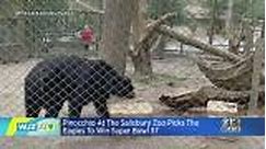 Pinocchio at the Salisbury Zoo picks the Eagles to Win Super Bowl 57