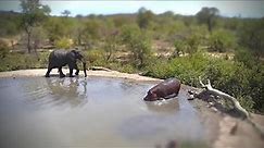 Elephant vs Hippo!