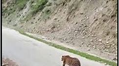 Locals spot a leopard walking on Kishtwar-Chatroo road in Jammu and Kashmir's Kishtwar