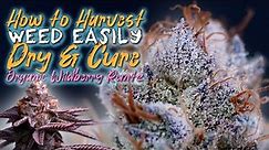 HOW TO HARVEST, DRY & CURE WEED EASILY | ORGANIC WILDBERRY RUNTZ EP4