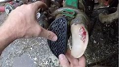 Cow gets INSTANT RELIEF for a very sore foot