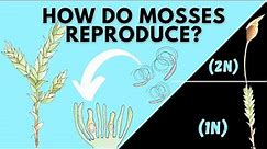 Learn How Mosses Reproduce | Bryophyta Life Cycle
