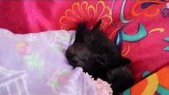 Baby Bat Sleeping Time For A Bottle But To Comfortable To Get Up.