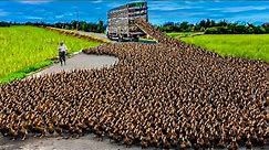 How to Raising Millions of Duck on Rice Field For Meat - Free range Duck Farming Technique