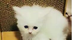 Funny baby cats 😂😂 #cat #catlover #pet #petlovers #foryourpage #funnyvideo #funnyanimals #funny #shorts #reelsviralシ #reelsfbviral #reelsfb #foryou | Pet lover 4 Life
