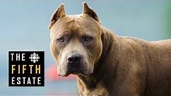Pit Bulls Unleashed: Should They Be Banned? - The Fifth Estate