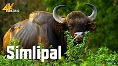 Rare Indian Gaur Bison Sighting: Jungle Safari Adventure | Simlipal