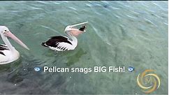 Giant bird 🦅 catches fish 🐠! Pelican triumphs! #fbreelsfypシ゚viral #fbreels #trendingreels #viralreelsfbpage #travelblogger #travellife #everyone #theentrance #newsouthwales #australian | Mavix Vortex