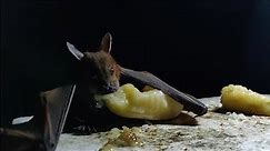 Bat caught eating banana - Full HD