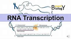 RNA Transcription (updated version)