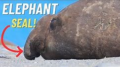 Marine Wonders: Elephant Seal