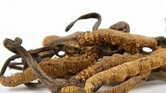 Cordyceps (Cordyceps sinensis) - plante medicinale, beneficii și indicații terapeutice