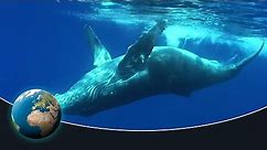 The fascinating world of the humpback whales