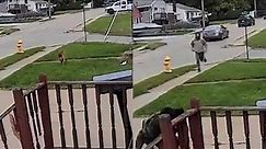 Pit bull attacks little dog caught on camera