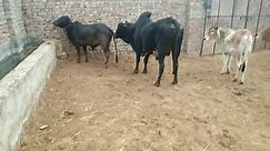 amazing black cow and bull breeding meeting video