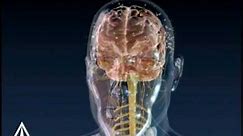 Brain Signals - 3D Medical Animation