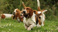 Everything you didn’t know about the Basset Hound