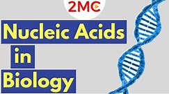 What are Nucleic Acids? Nucleic Acid Structure & Function