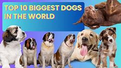 Biggest Dog In The World?? Do You Know Whos Number 1?