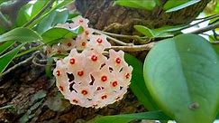 Porcelain Flower Vine ~ Wax Plant (Hoya carnosa)