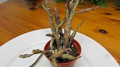 How to Care for Euphorbia platyclada - The dead Succulent Plant
