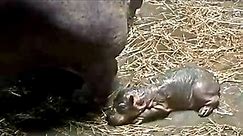 Baby hippo born at Cincinnati zoo