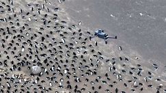 Footage Reveals the Worlds Largest Penguin Colony on Zavodovski Island