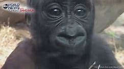 Gorilla Makes Public Debut At Columbus Zoo