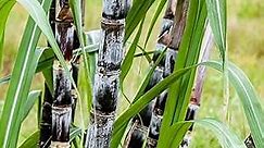 Black Sugar-Cane Seeds 30 Pcs Non-GMO Heirloom Delicious Sweet Juicy Fruit Seeds for Planting Easy to Grow Low-Maintenance