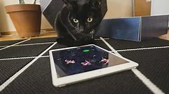 This iOS game was made for a cat and reviewed by a cat