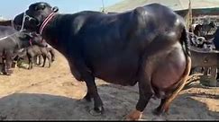 Biggest Buffalo In the World | Nili Ravi Buffalo | Highest Milking Buffalo