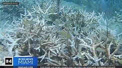 Florida researchers working to save coral reefs