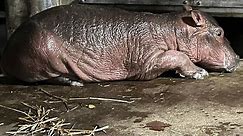 Fiona the hippo has a sibling! Get a first look at Bibi's baby swimming at the Cincinnati Zoo