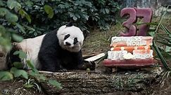 2015: Oldest ever giant panda in captivity