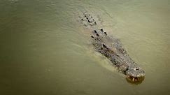 Watching a Saltwater Croc Kill is a Study in Ruthless Efficiency