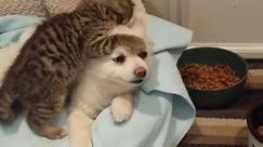 Rescued kitten loves Pomeranian dog