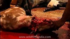 Bloody slaughter of goats on Eid