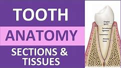 Tooth Anatomy: Structure & Tissues | Crown, Neck, Root, Dentin, Cementum, Enamel, Pulp
